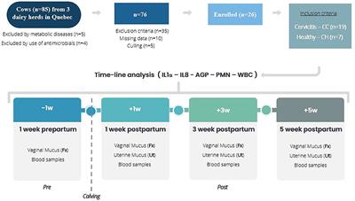 Pre- and Post-partum Concentrations of Interleukin 1α, Interleukin 8, and α1-Acid Glycoprotein in Vaginal Fornix and Endometrium of Dairy Cows With Clinical Cervicitis